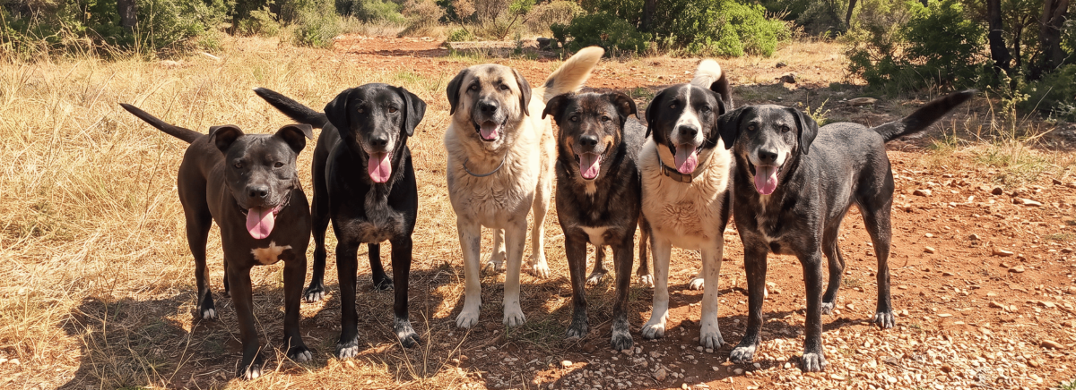 Compassion for Greek Paws