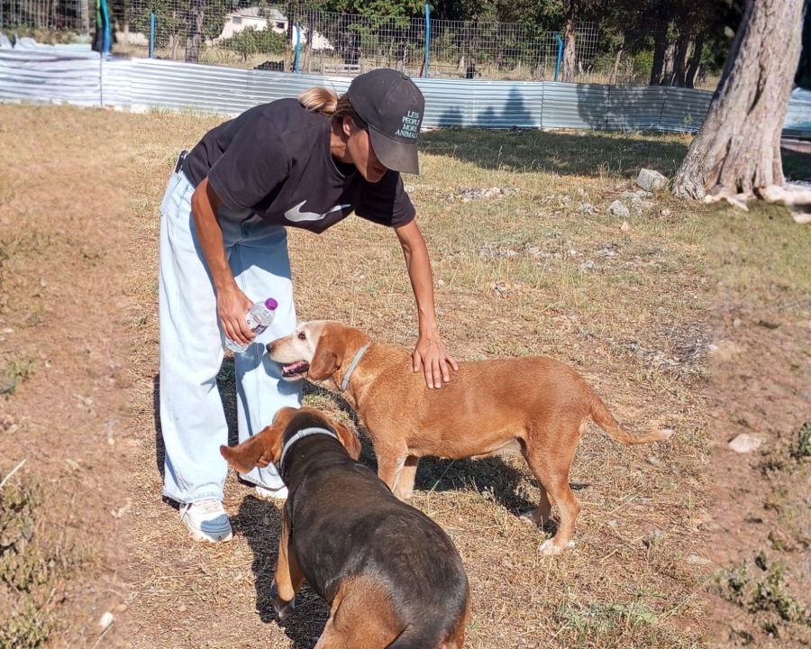 A Busy Day at C4GP: Fire Safety, Dog Care, and Wonderful Visitors