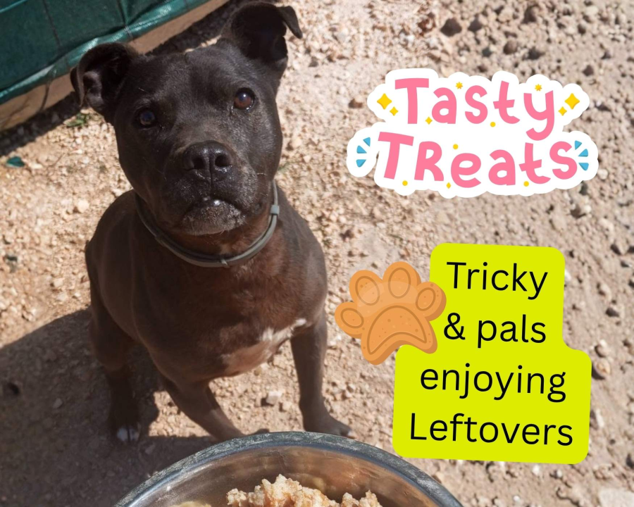 A Special Treat Day for the Shelter Dogs