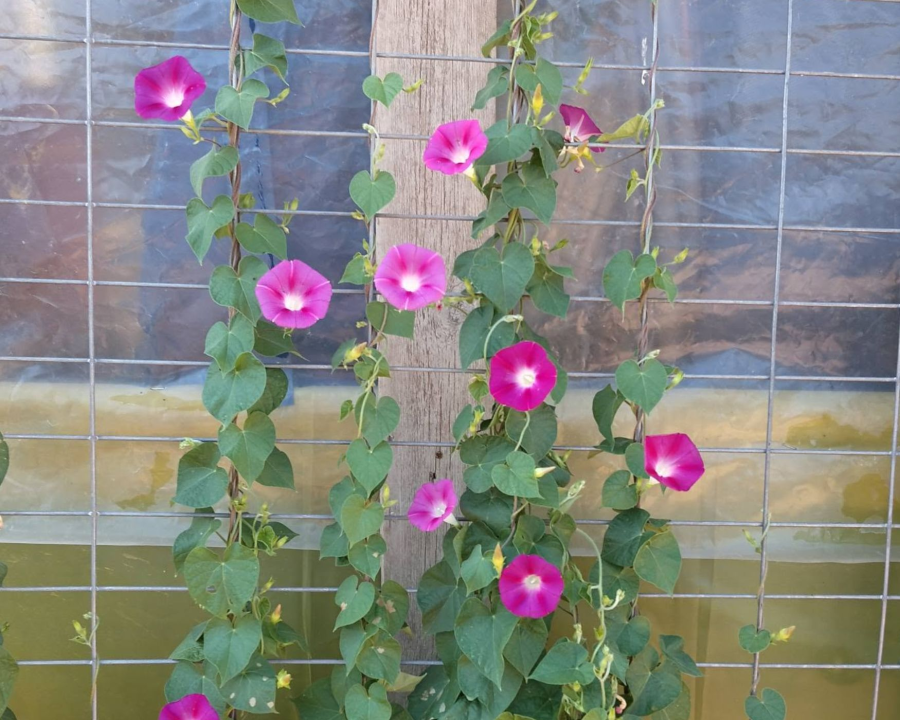 Adding a Little Colour to Shelter Life in Memory of Amanda