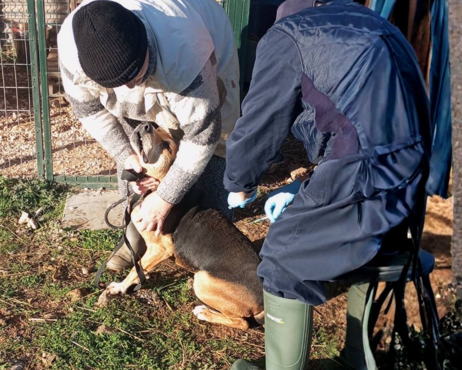 All Shelter Dogs Receive Their 2025 Annual Vaccinations