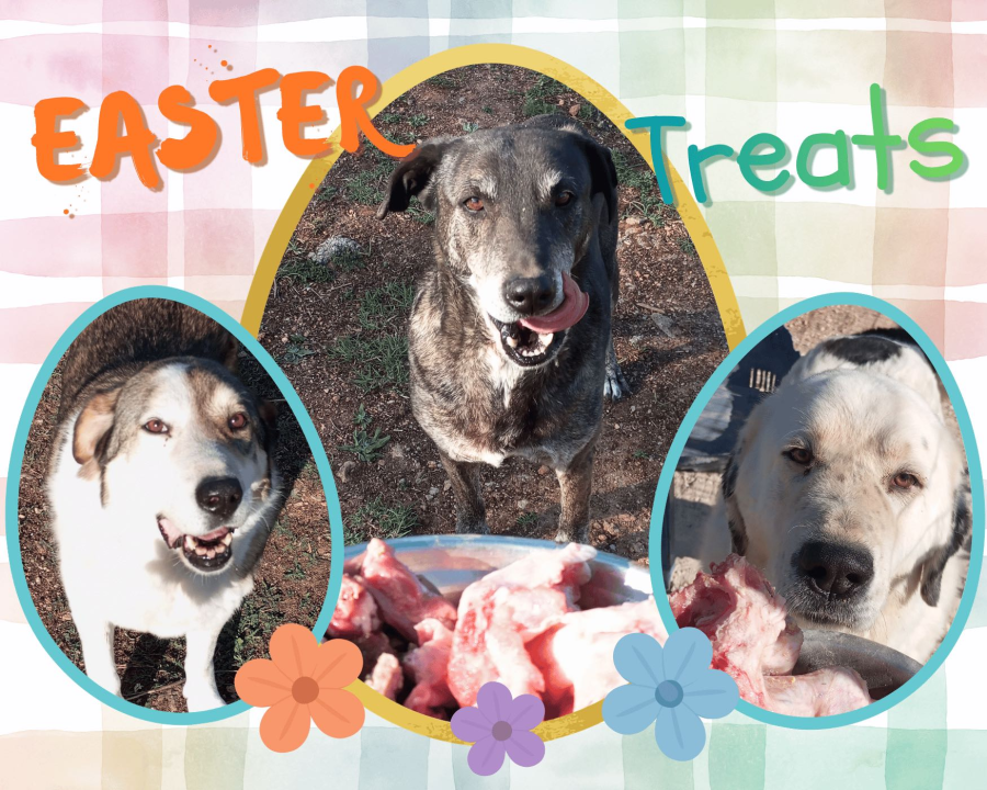 An Easter Full of Treats, Visitors and Wagging Tails