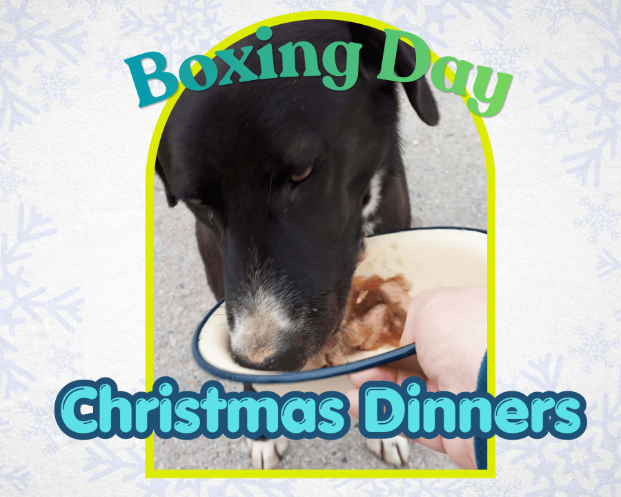BOXING DAY CHRISTMAS DINNER WITH THE STRAYS 🩵🇬🇷🐾
