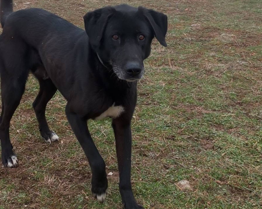 Dogs Enjoy Playtime Despite Freezing Fog and Winter Weather