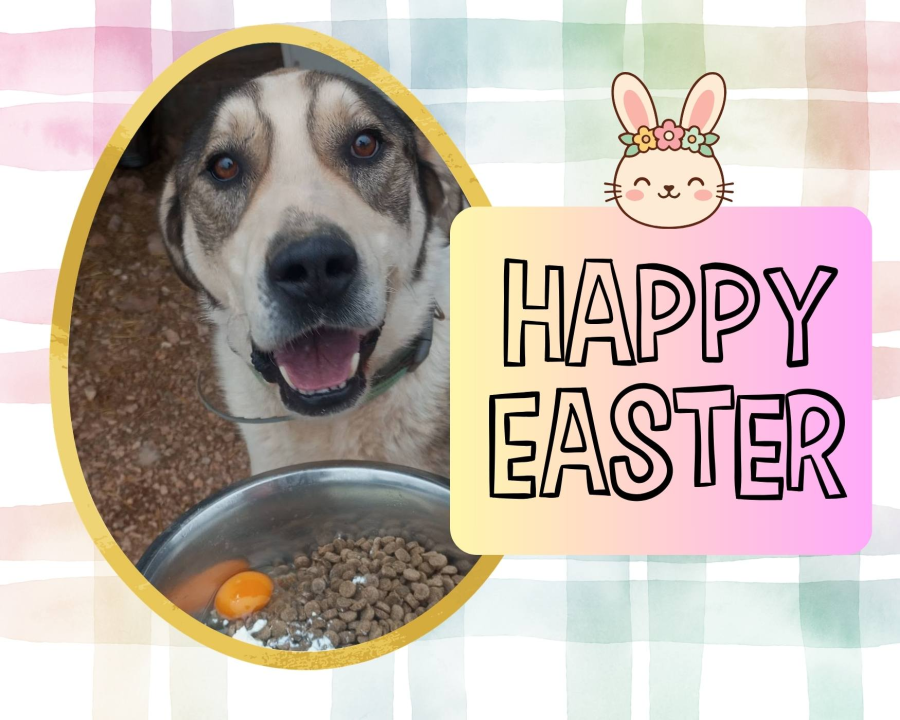 Easter Treats Bring Smiles and Wagging Tails