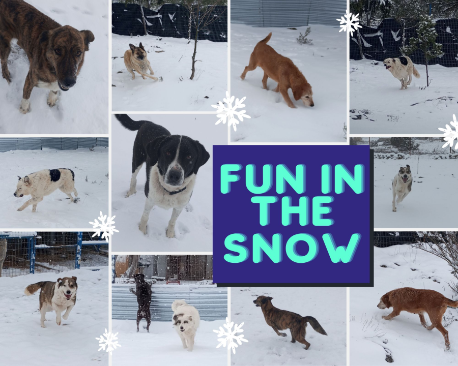 Fun in the Snow at Our Sanctuary