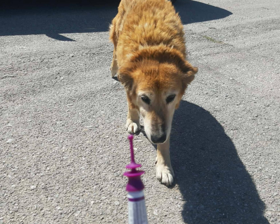 Fundraiser Helps Provide Vital Treatments for Stray Dogs