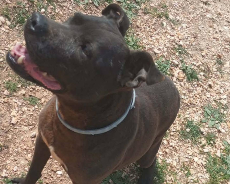 Keeping Shelter Dogs Protected as Temperatures Rise