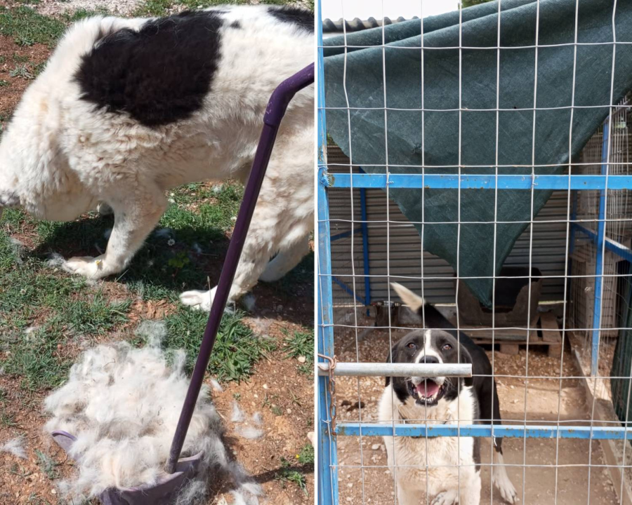 Preparing for Summer at Compassion for Greek Paws