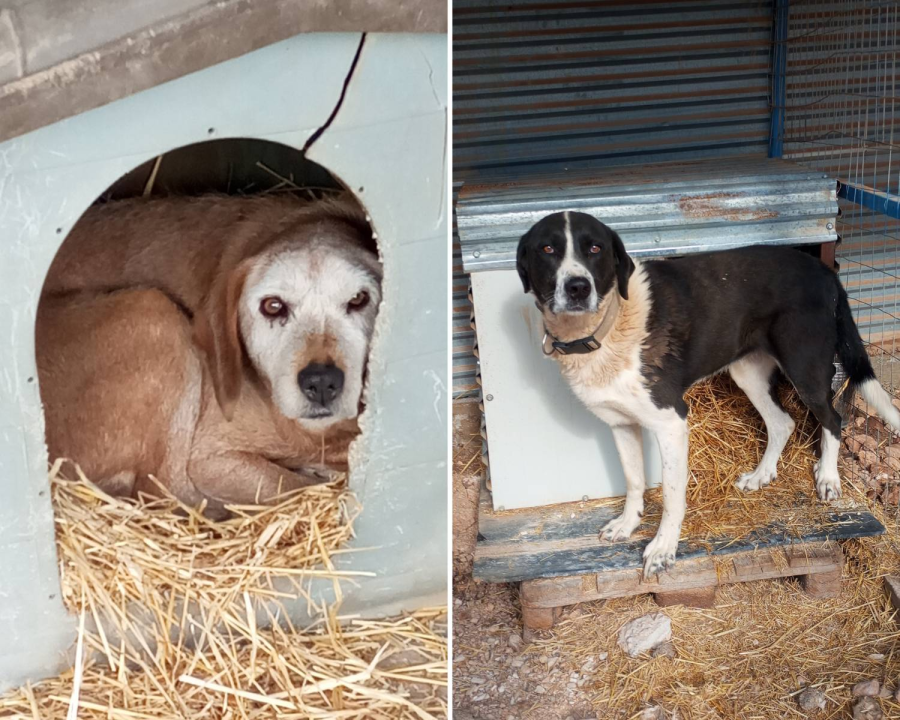Preparing Hay Supplies to Keep Our Dogs Warm This Winter