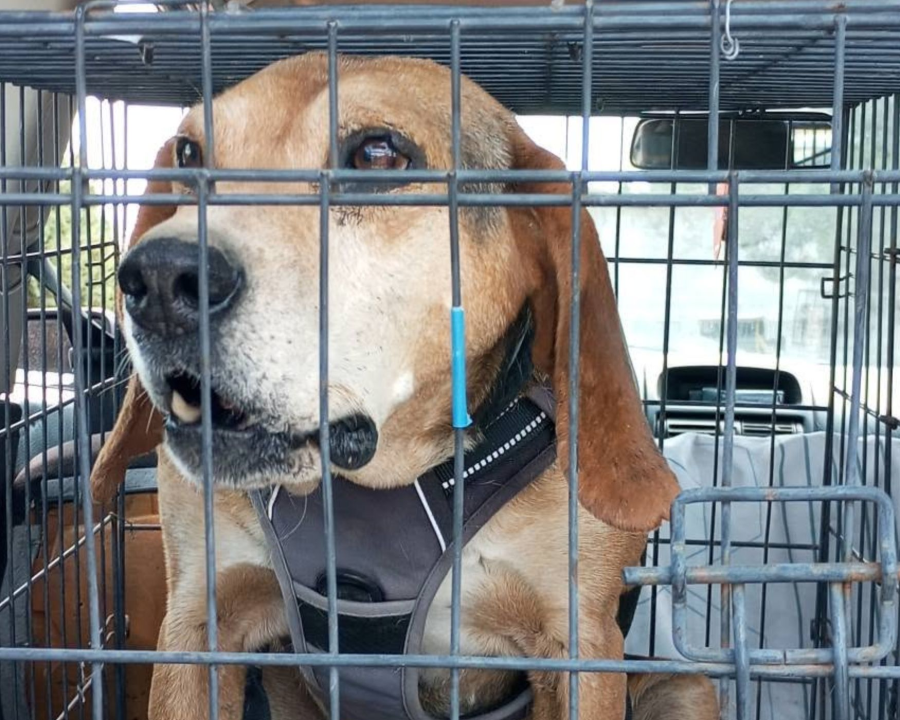 Routine Blood Tests Bring Good News for Tricky, Eli and Annie