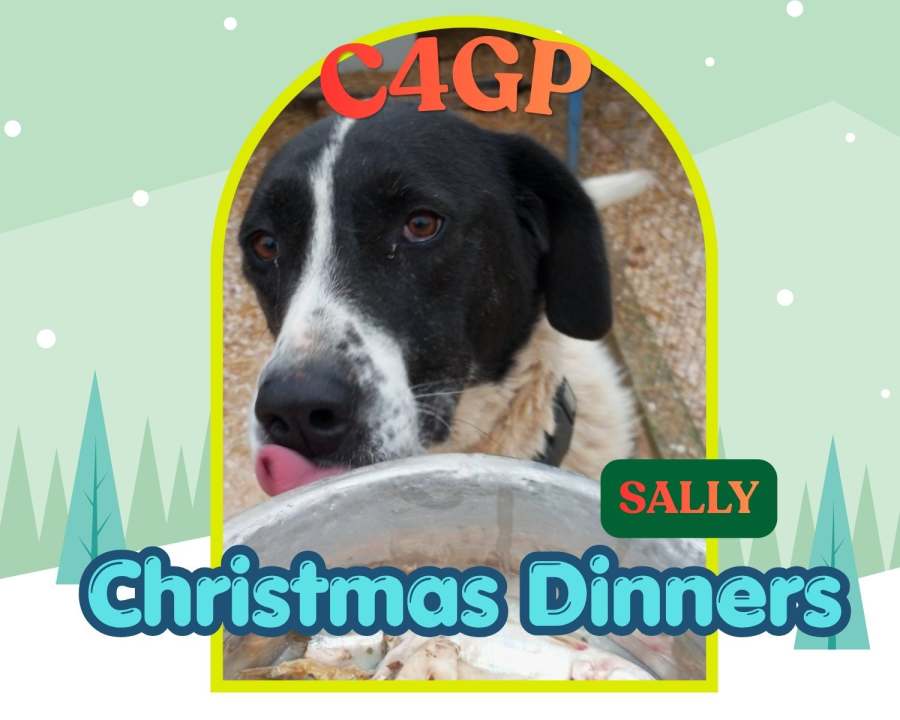 Shelter Dogs Enjoy Special Christmas Dinners Thanks to Supporters