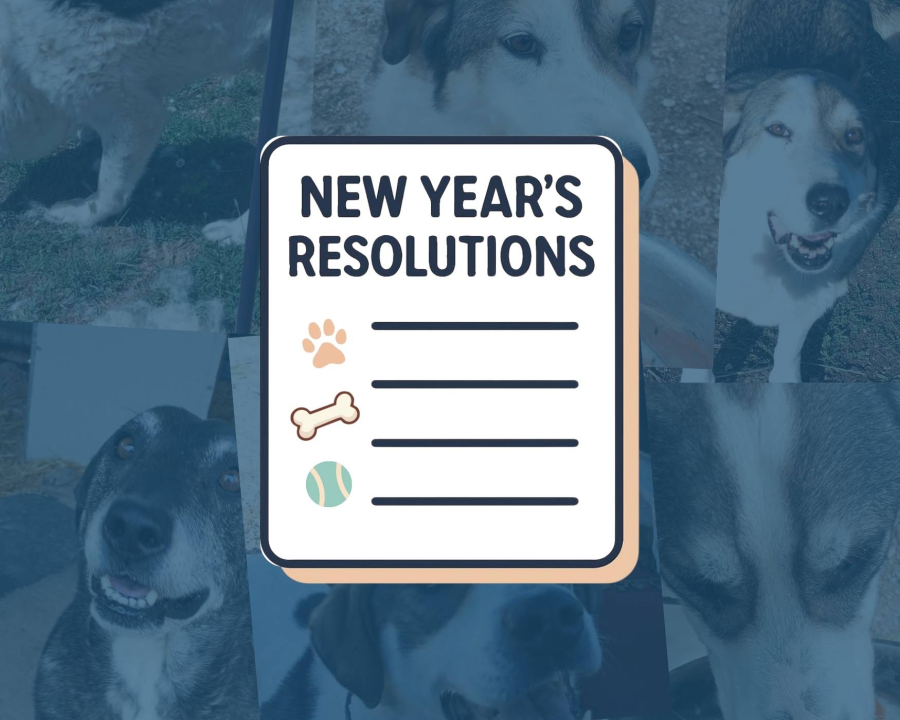 The Shelter Dogs Share Their New Year’s Resolutions