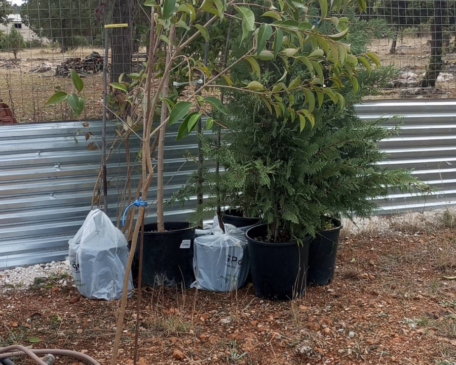 Tree Donations Help Create More Shade for Shelter Dogs