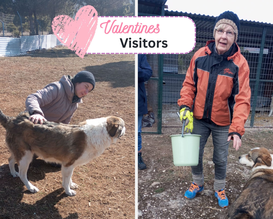 Valentine Treats + Visitors at the Sanctuary 