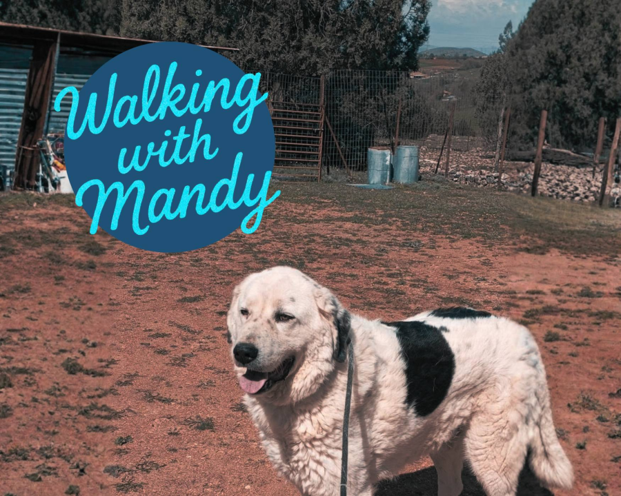 Walking with Mandy: Honouring a Legacy One Step at a Time