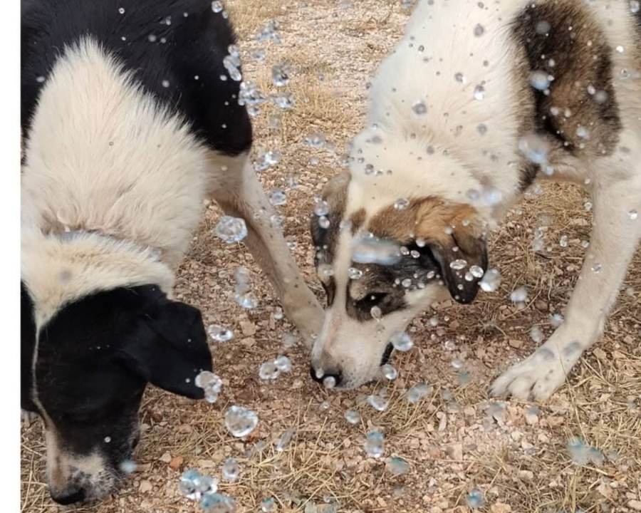 Water Fun at the Shelter: Helping the Dogs Keep Cool