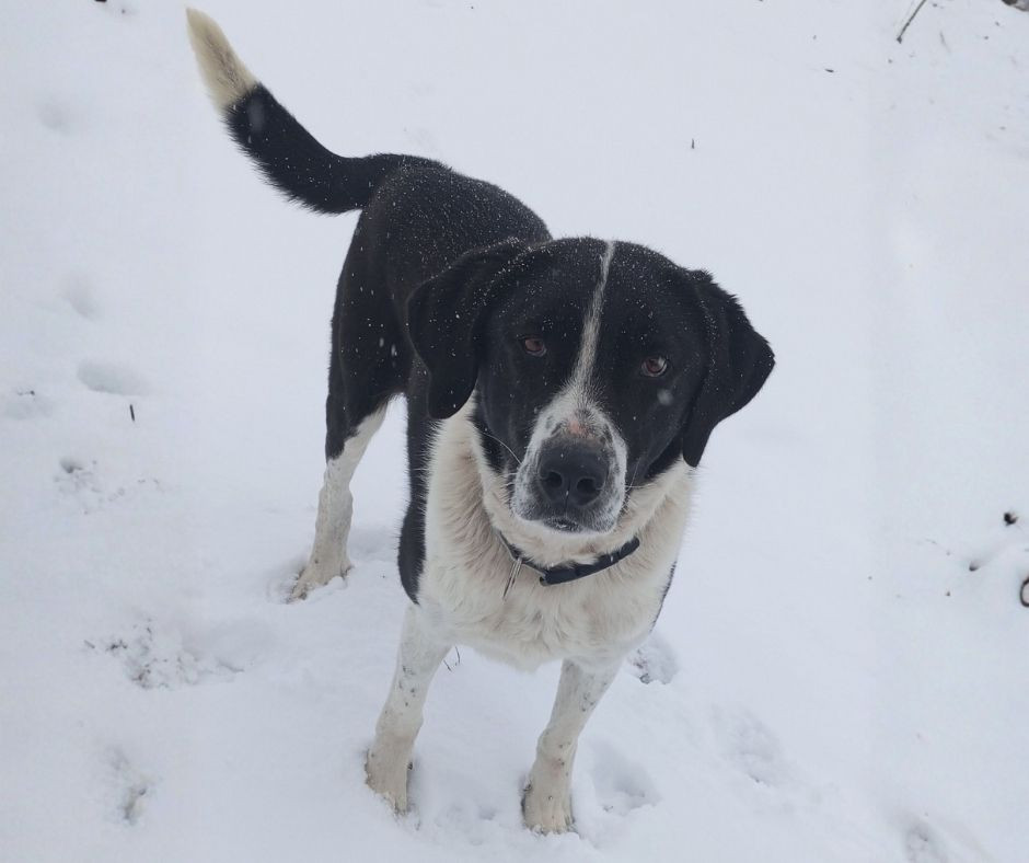 Black-and-white rescue dog standing in the snow looking at the camera.