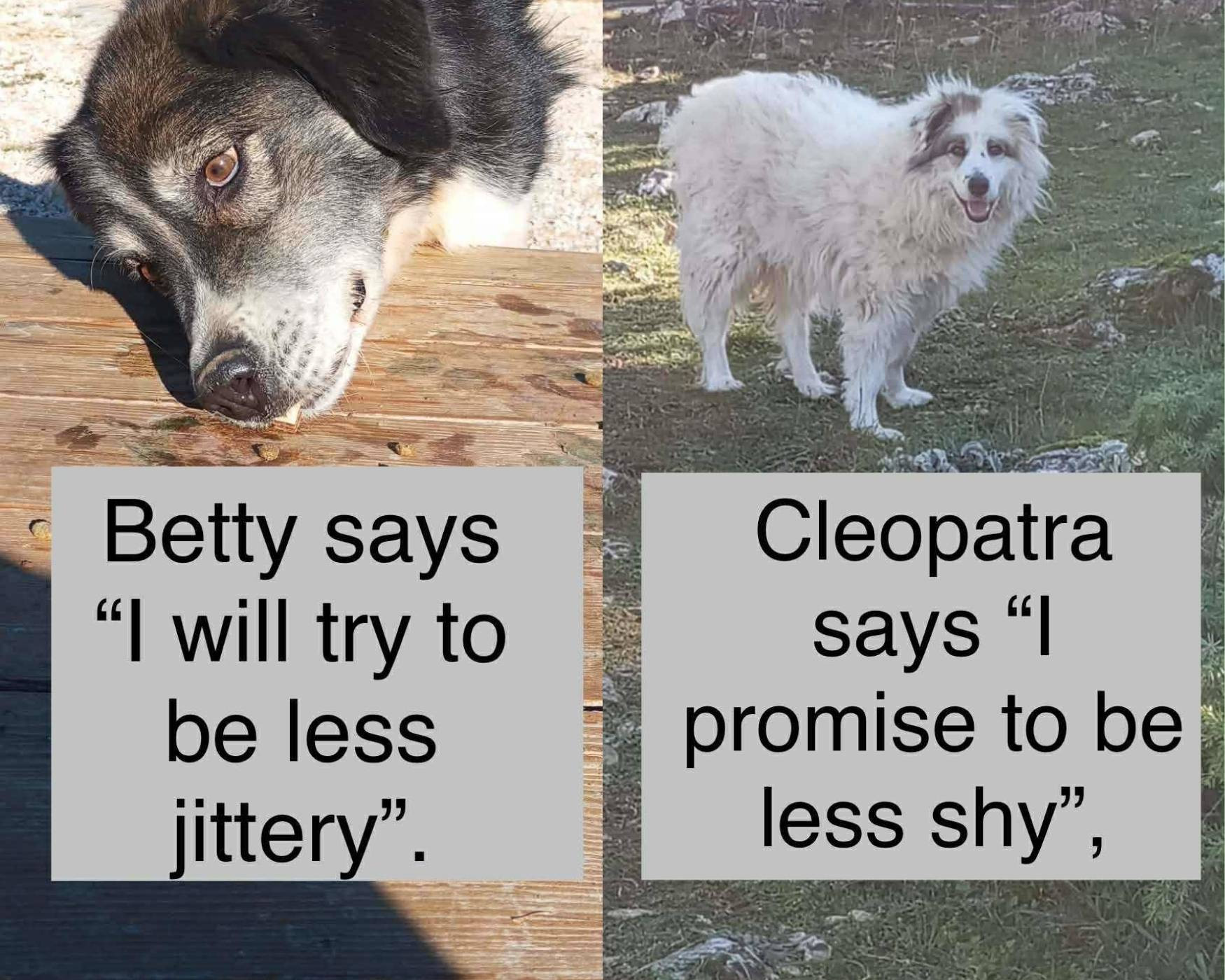 sanctuary dogs new year resolution
