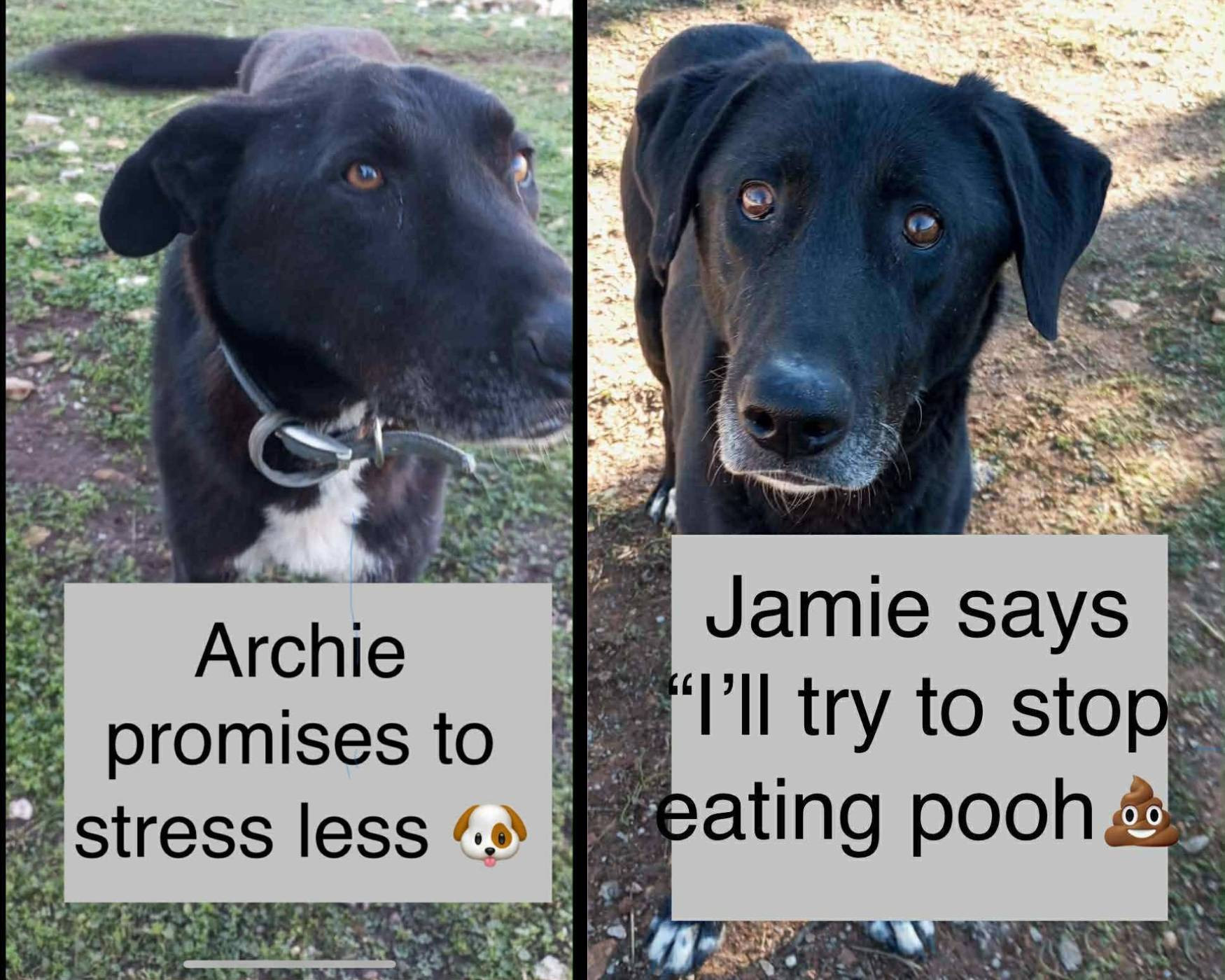 sanctuary pup new year resolutions