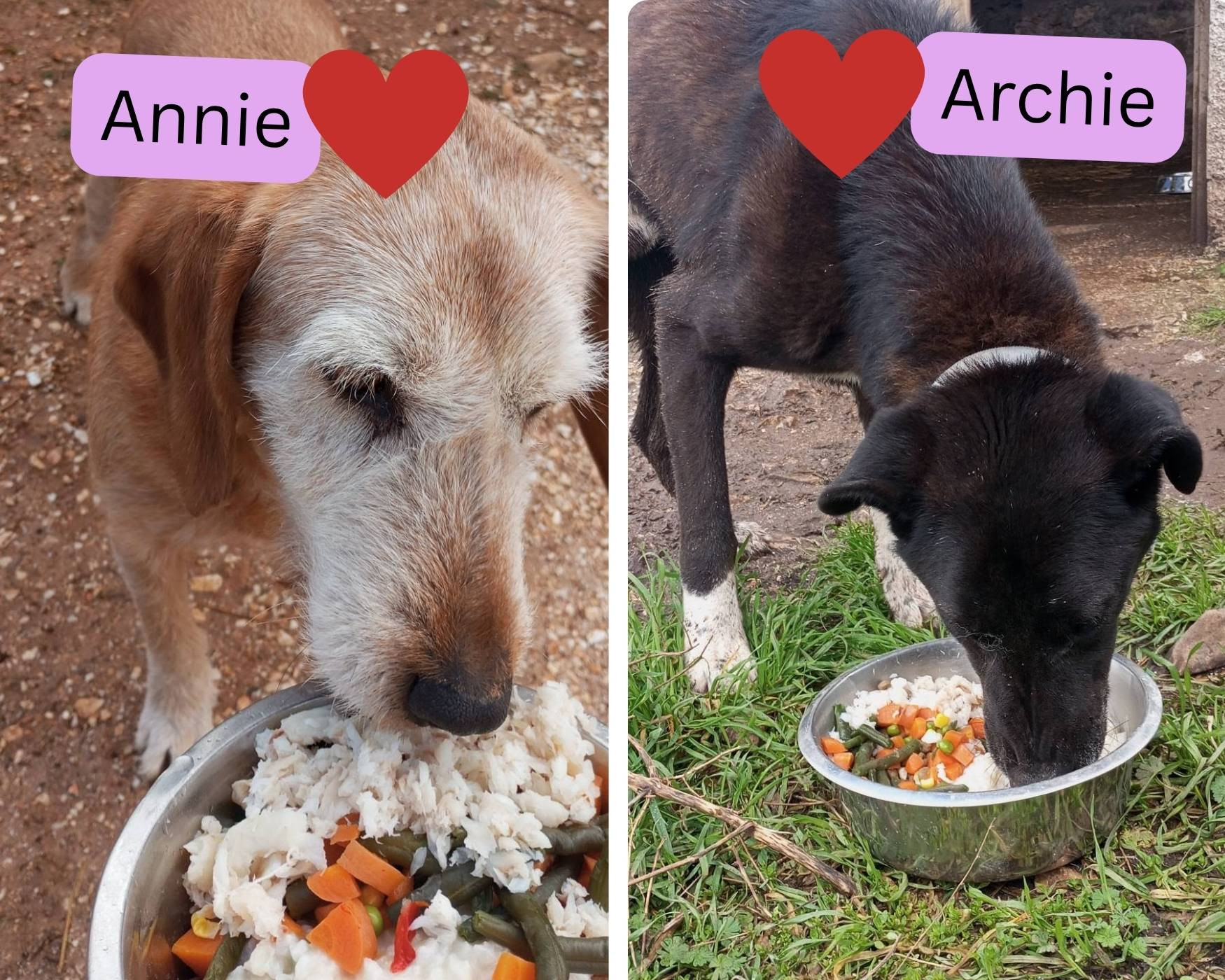 valentines treats for dogs