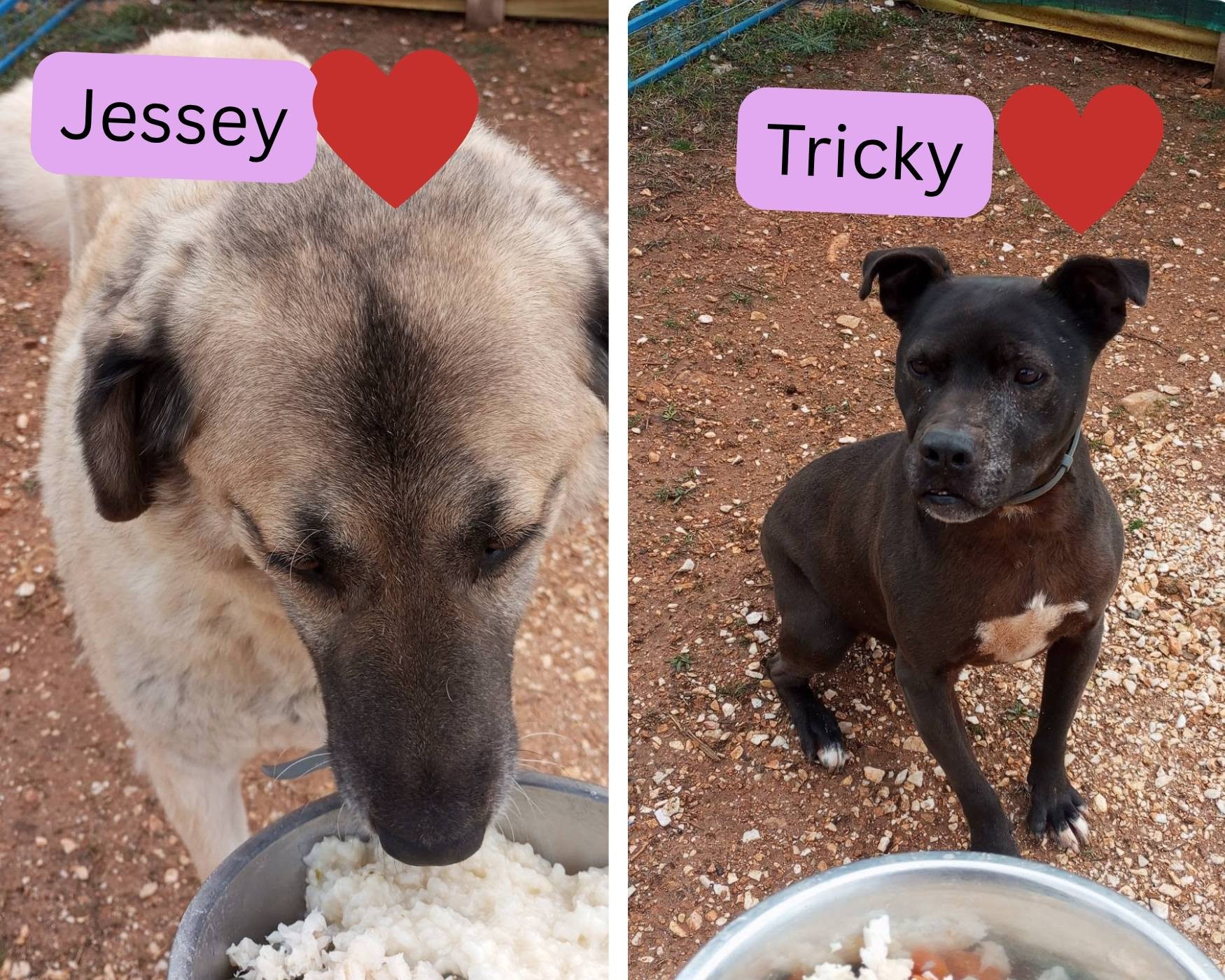 valentines treats for rescue dogs