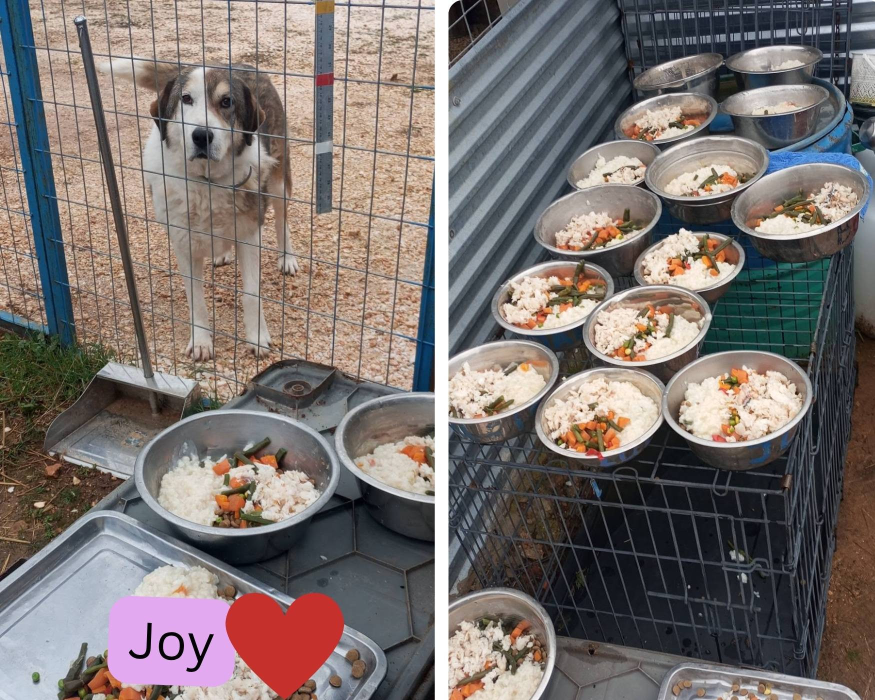 rescue dog valentines treats