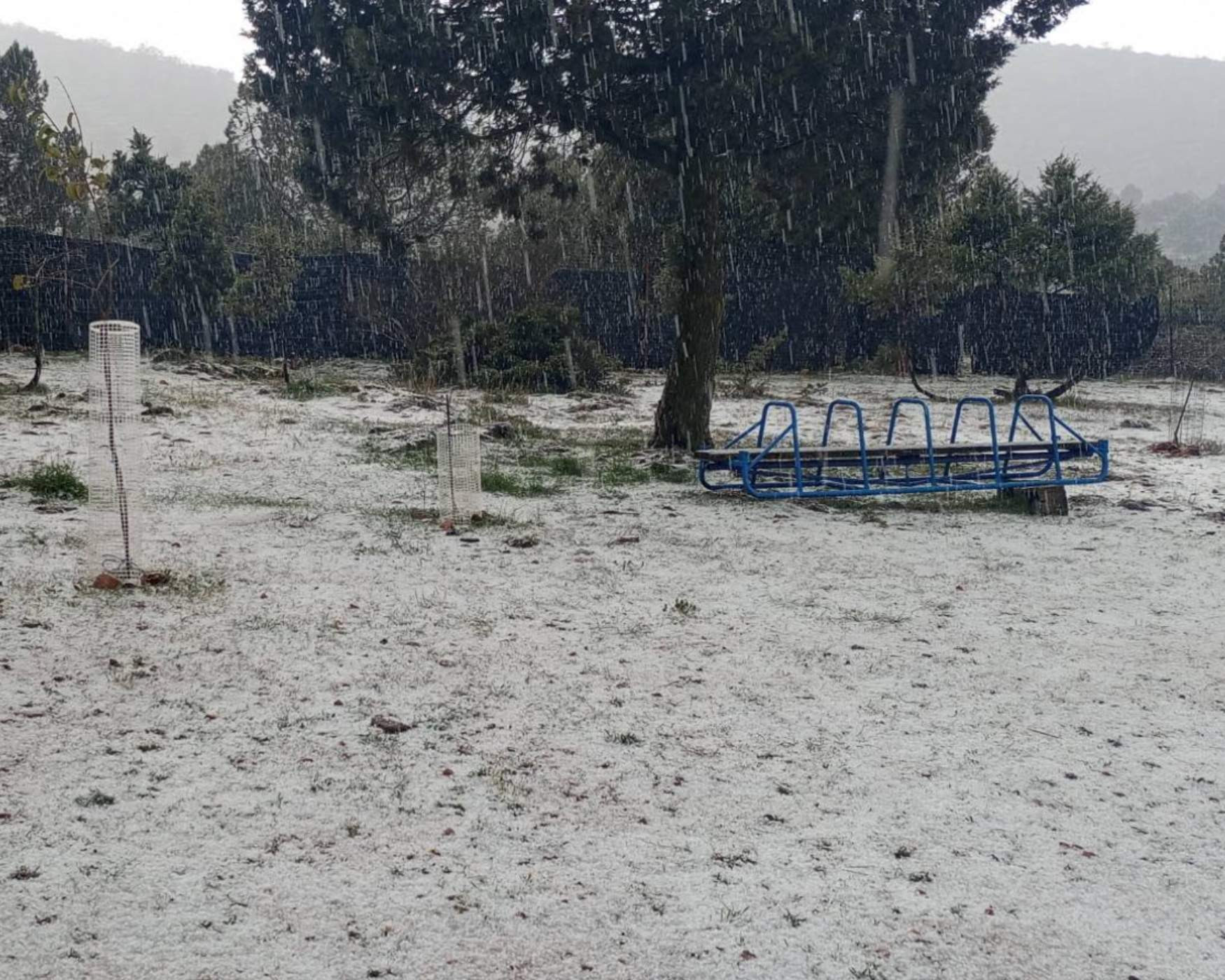 greek dog shelter spring weather