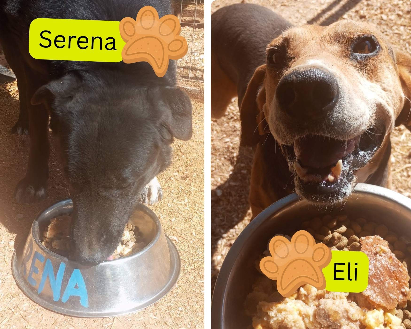 shelter dogs eli and serena enjoy leftovers