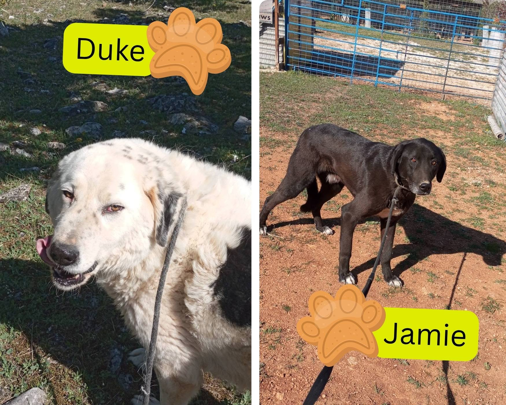 walking with mandy dog shelter appeal:  joy and benji