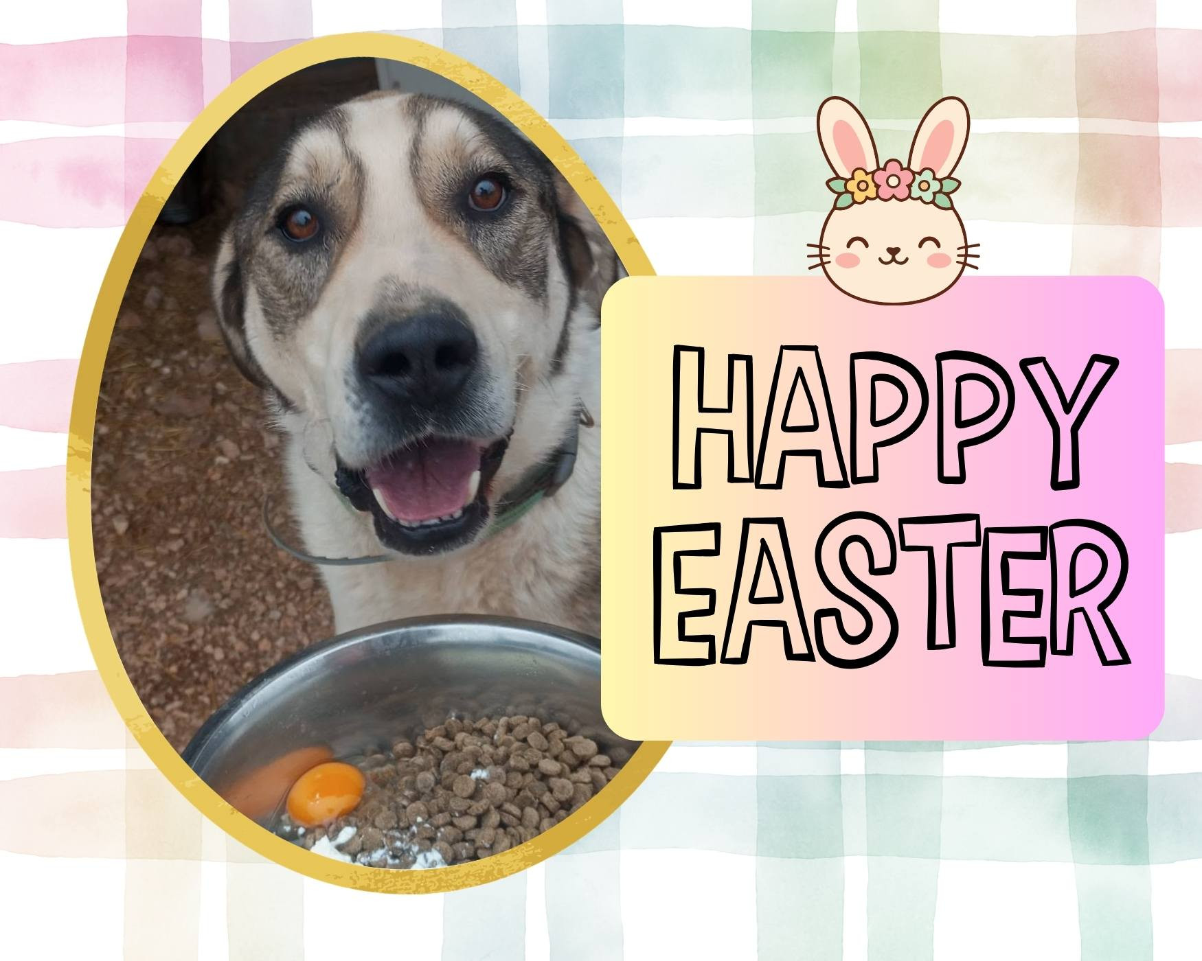 Dog sanctuary easter treats