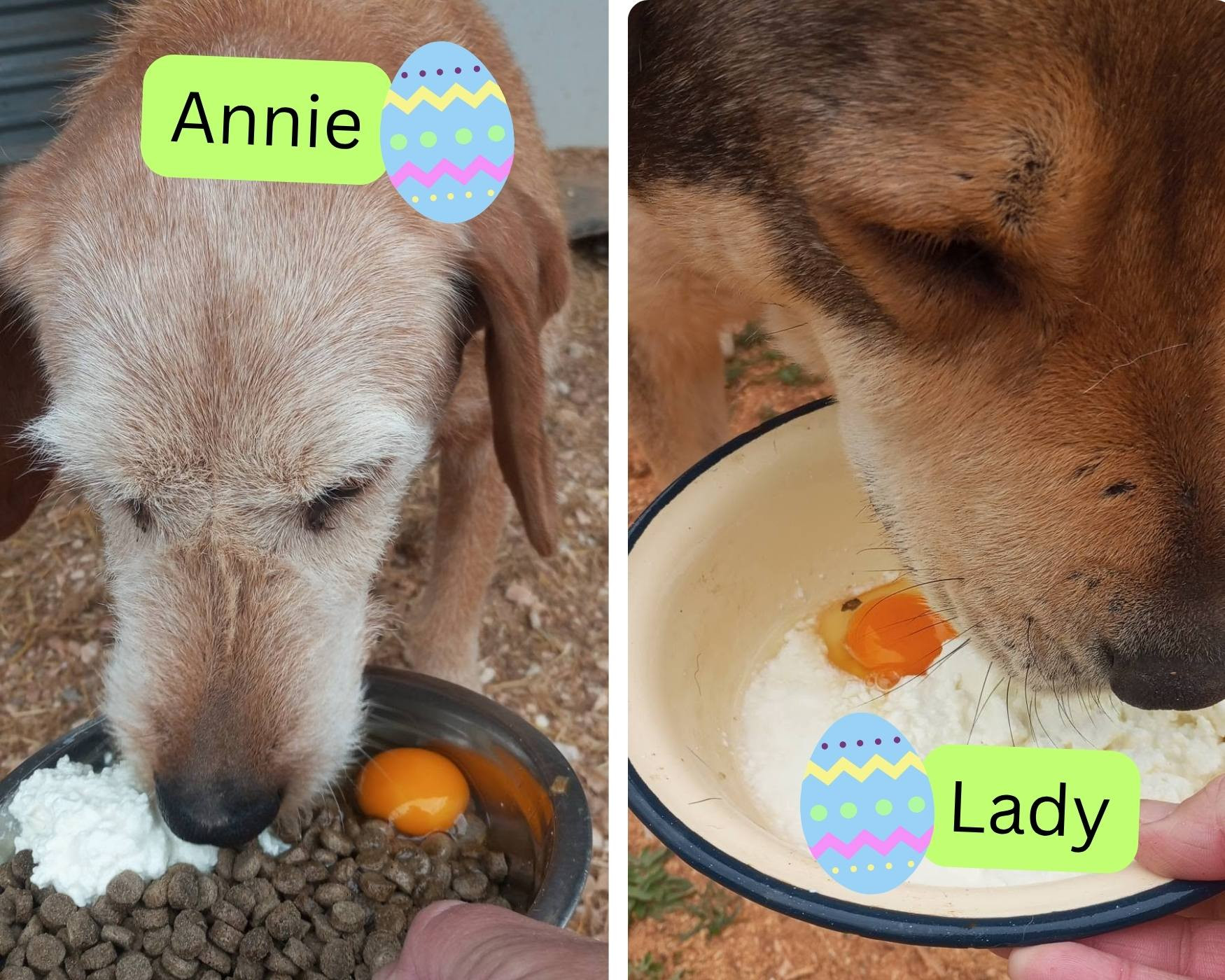 dog shelter easter treats