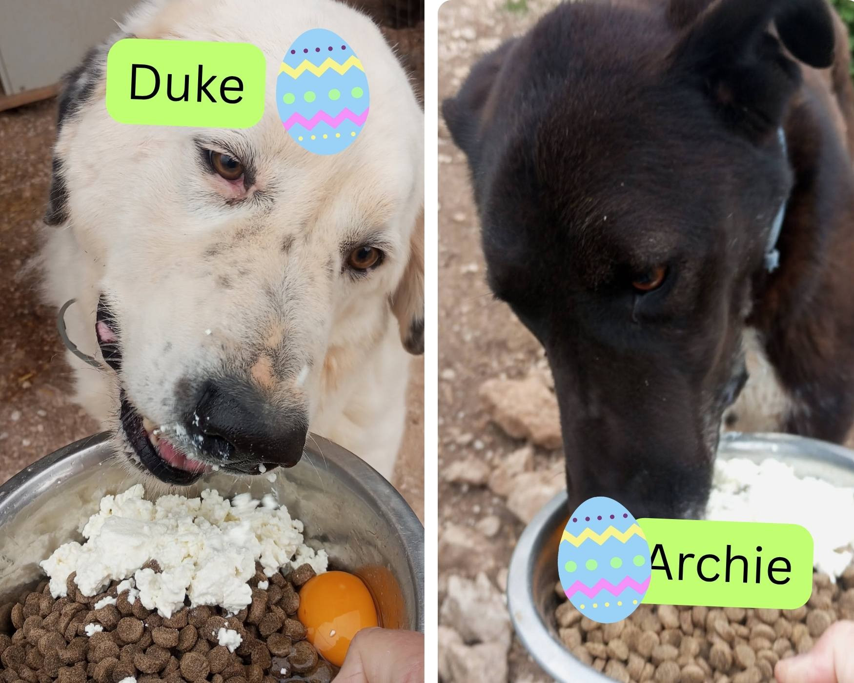 dog sanctuary easter treats