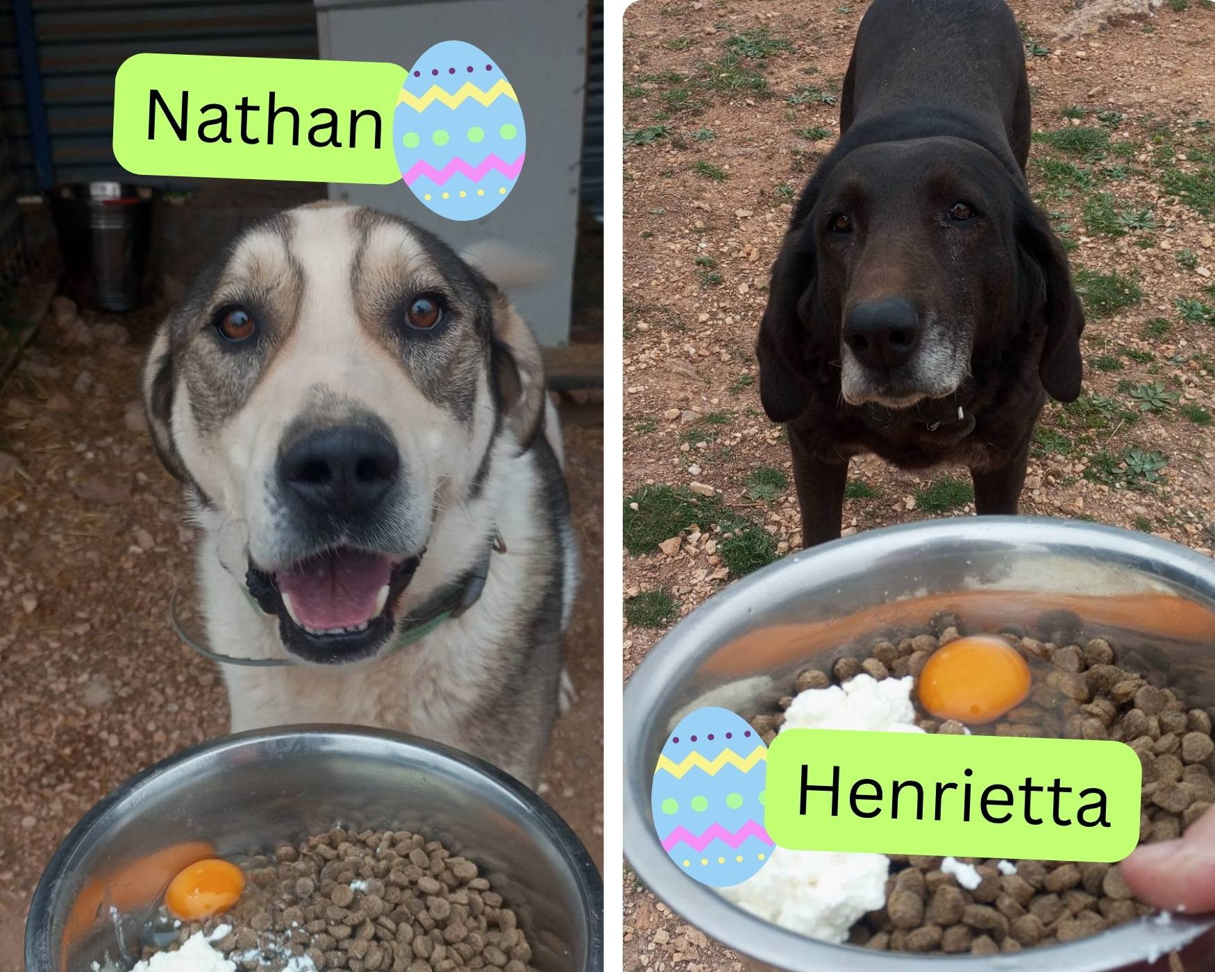 dog sanctuary treats for easter