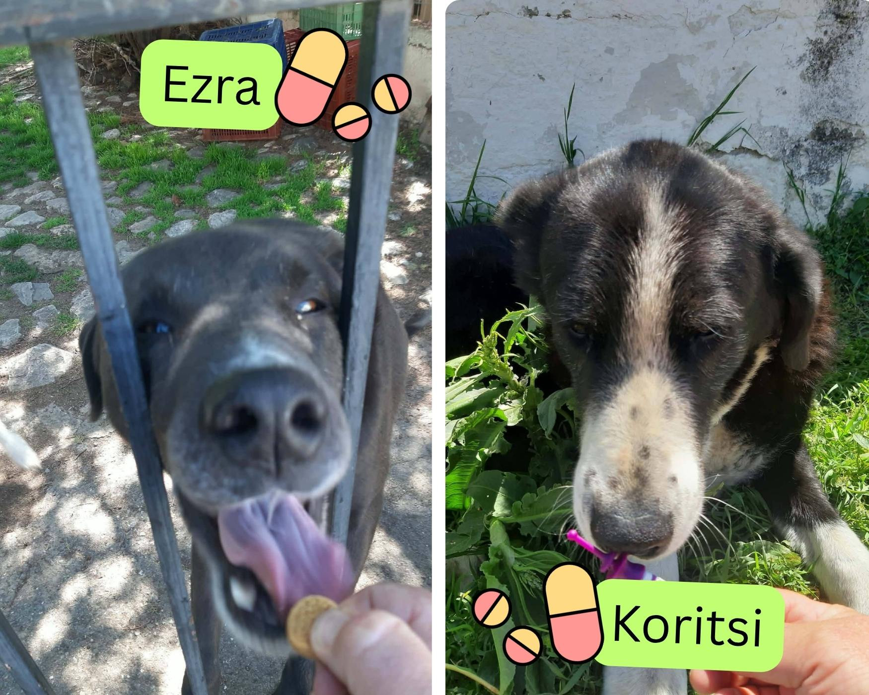 medictions for stray dogs